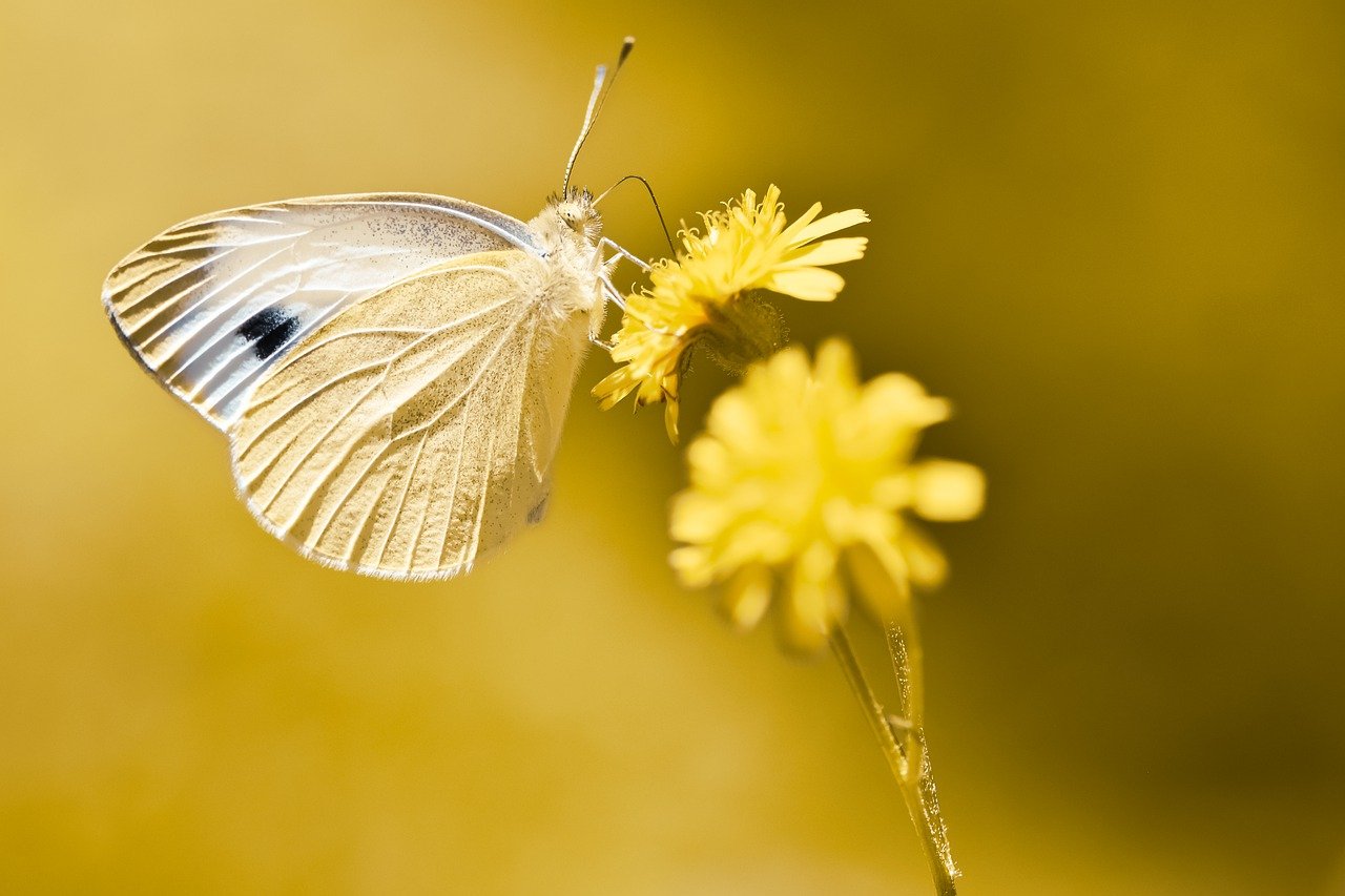 white ling, butterfly, flower